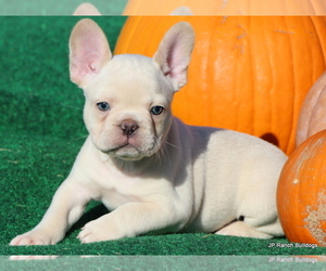 French Bulldog Litter for sale in WINNSBORO, TX, USA