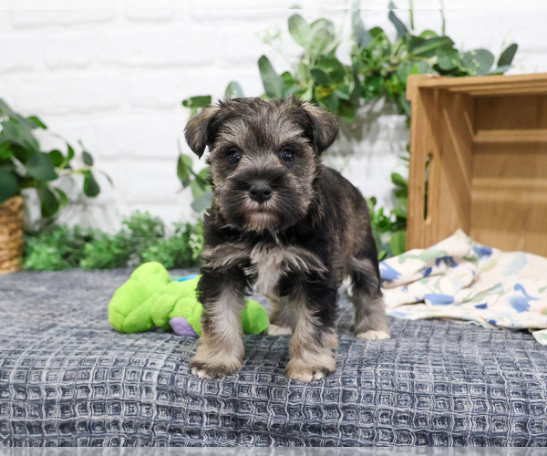 Medium Photo #8 Schnauzer (Miniature) Puppy For Sale in SYRACUSE, IN, USA