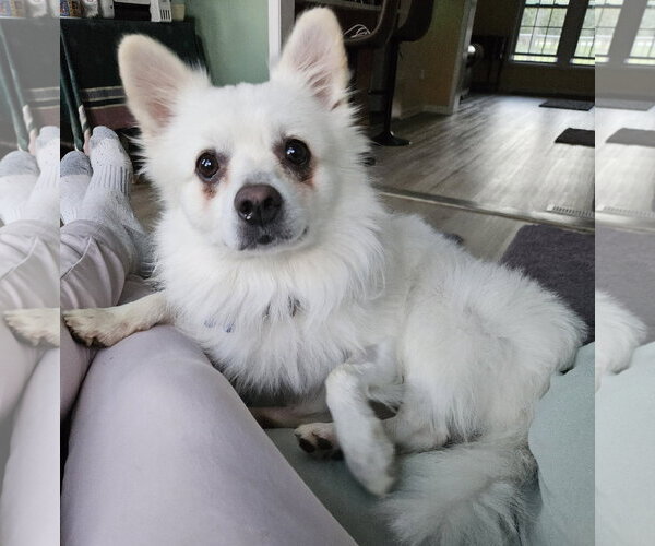 Medium Photo #1 American Eskimo Dog Puppy For Sale in Pikesville, MD, USA