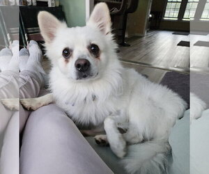 American Eskimo Dog Dogs for adoption in Pikesville, MD, USA
