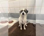 Small Mutt