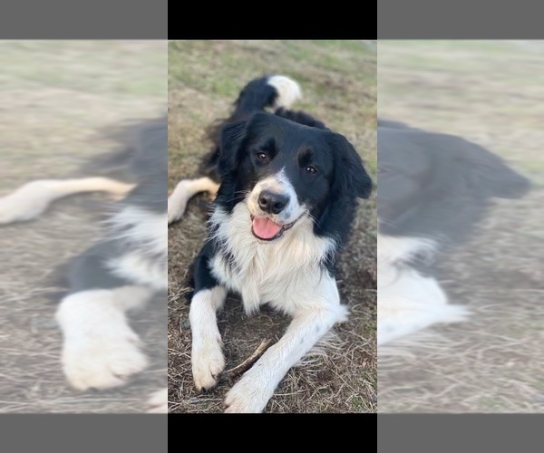 Medium Photo #1 Border Collie Puppy For Sale in CAMAS, WA, USA