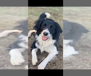 Father of the Border Collie puppies born on 10/24/2025