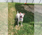 Small #7 American Pit Bull Terrier