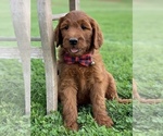Small Photo #2 Irish Doodle Puppy For Sale in WOOSTER, OH, USA