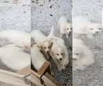 Small Photo #1 Great Pyrenees Puppy For Sale in SPRINGFIELD, MO, USA
