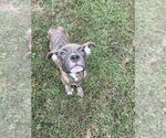 Small #1 American Pit Bull Terrier-American Staffordshire Terrier Mix