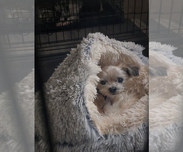 Medium Photo #4 Mutt Puppy For Sale in Spring, TX, USA