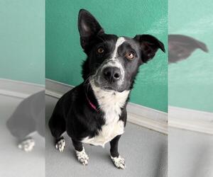 Border Collie-Unknown Mix Dogs for adoption in Visalia, CA, USA