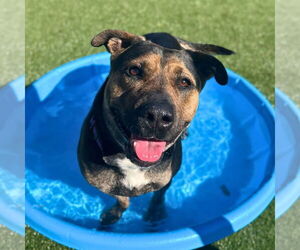 Mutt Dogs for adoption in Mount Laurel, NJ, USA