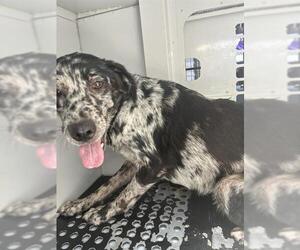 Australian Shepherd-Unknown Mix Dogs for adoption in Palmetto, FL, USA