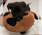 Small Photo #3 Labrador Retriever-Unknown Mix Puppy For Sale in Glenwood, GA, USA