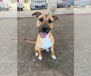 Mutt Dogs for adoption in Riverside, CA, USA