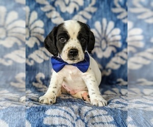 Cocker Spaniel-Jack Russell Terrier Mix Puppy for sale in NARVON, PA, USA