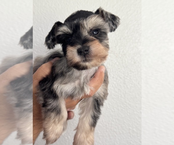 Medium Photo #4 Schnauzer (Miniature) Puppy For Sale in KISSIMMEE, FL, USA