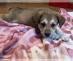 Small #2 Mutt