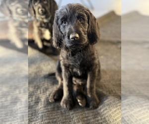 Labradoodle Puppy for sale in PRESCOTT VALLEY, AZ, USA