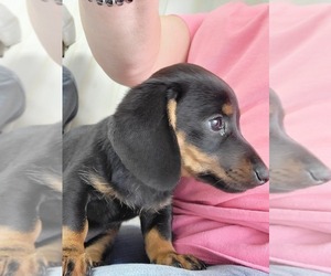 Chiweenie-Dachshund Mix Puppy for sale in GOSHEN, AL, USA