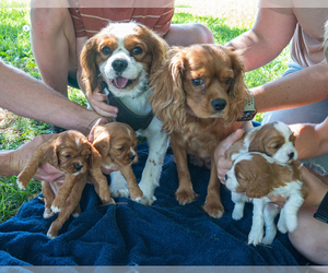 Father of the Cavalier King Charles Spaniel puppies born on 06/23/2026