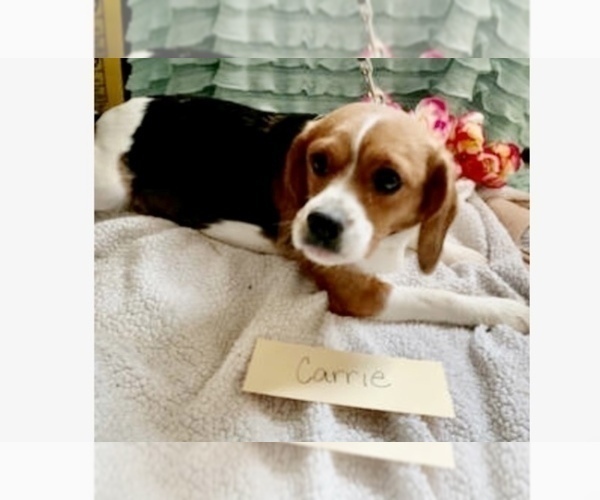 Medium Photo #3 Beaglier Puppy For Sale in GRABILL, IN, USA