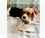Small Photo #3 Beaglier Puppy For Sale in GRABILL, IN, USA