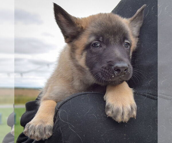 Medium Photo #5 Mutt Puppy For Sale in Huntley, IL, USA