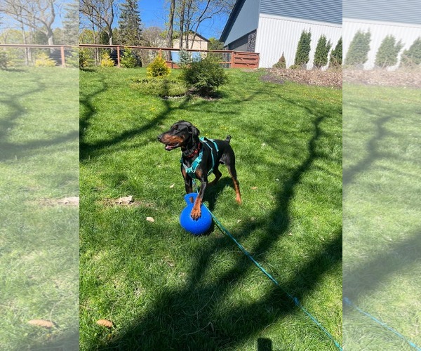 Medium Photo #10 Doberman Pinscher Puppy For Sale in Buffalo, MN, USA