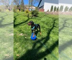 Small #9 Doberman Pinscher