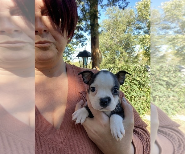 Medium Photo #1 Boston Terrier Puppy For Sale in FREDONIA, KS, USA