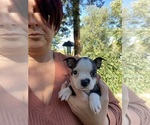 Image preview for Ad Listing. Nickname: Bono