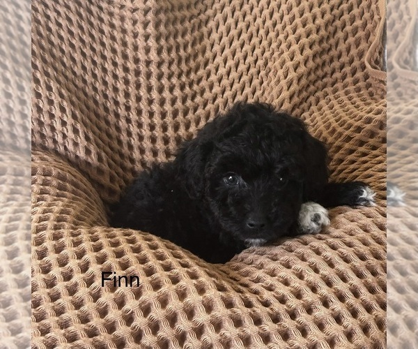 Medium Photo #4 Havapoo Puppy For Sale in VANCOUVER, WA, USA