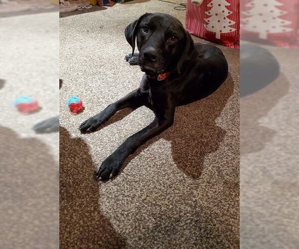 Medium Photo #3 Labrador Retriever-Unknown Mix Puppy For Sale in Aurora, IN, USA