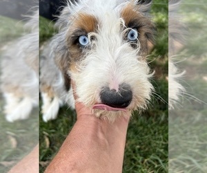 Medium Miniature Bernedoodle