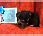 Small #6 Yorkshire Terrier