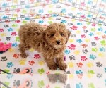 Small #10 Cock-A-Poo-Poodle (Miniature) Mix