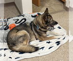 Small #2 German Shepherd Dog