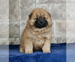 Puppy 13 Chow Chow