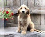 Small Photo #1 Goldendoodle-Poodle (Miniature) Mix Puppy For Sale in DRY RUN, PA, USA