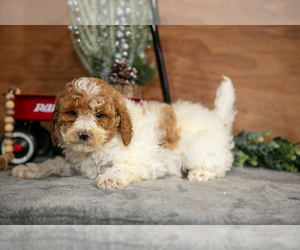 Medium Poodle (Miniature)