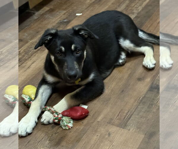 Medium Photo #2 German Shepherd Dog-Unknown Mix Puppy For Sale in Sandy, UT, USA