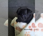 Puppy Black Male Pug