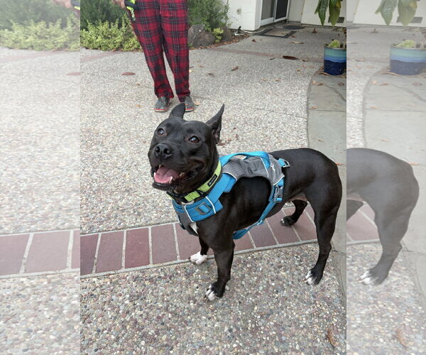 Medium Photo #2 Bull Terrier-Unknown Mix Puppy For Sale in San Jose, CA, USA