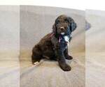 Small Photo #7 Bernedoodle Puppy For Sale in GRANTSVILLE, UT, USA