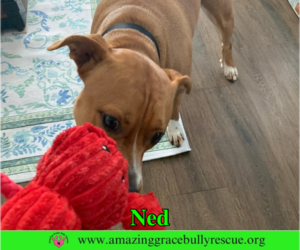 Ned - Male American Pit Bull Terrier-Unknown Mix Dog for Adoption - Photo #3