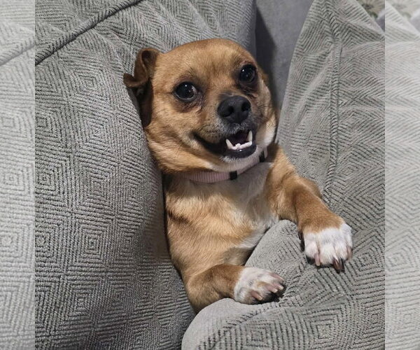 Medium Photo #2 Chihuahua-Unknown Mix Puppy For Sale in Spring Lake, NC, USA