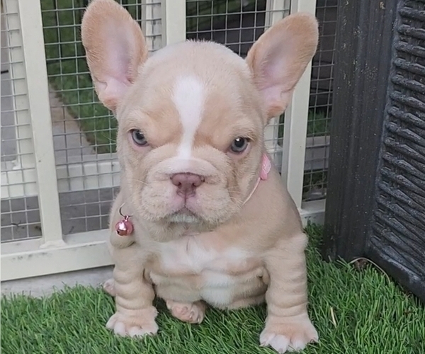 Medium Photo #2 French Bulldog Puppy For Sale in LAS VEGAS, NV, USA
