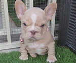 Small #1 French Bulldog