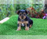 Puppy Jenny Yorkshire Terrier