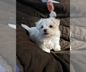 Maltese Puppy for sale in WESTLAND, MI, USA