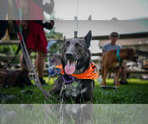 Indigo - Indeed a Good Boy! - Male Mutt Dog for Adoption - Photo #23